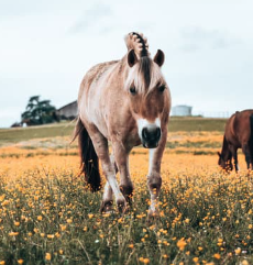 condition climatique cheval